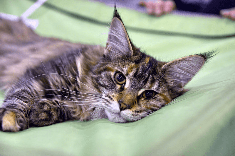 Exotic Shorthair Maine Coon Mix