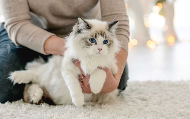 Ragdoll Velcro
