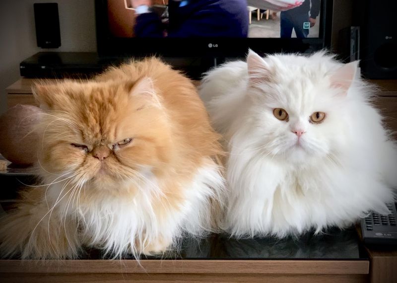 Persian - The Grumpy Aristocrat
