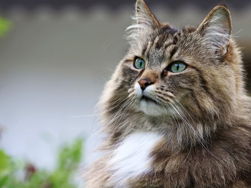 Norwegian Forest Cat: The Stealthy Saboteur