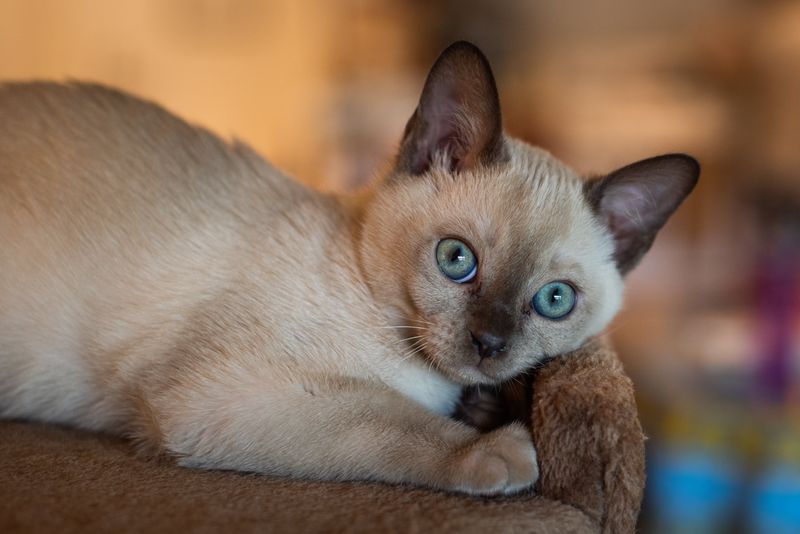 Tonkinese: The Social Strategist