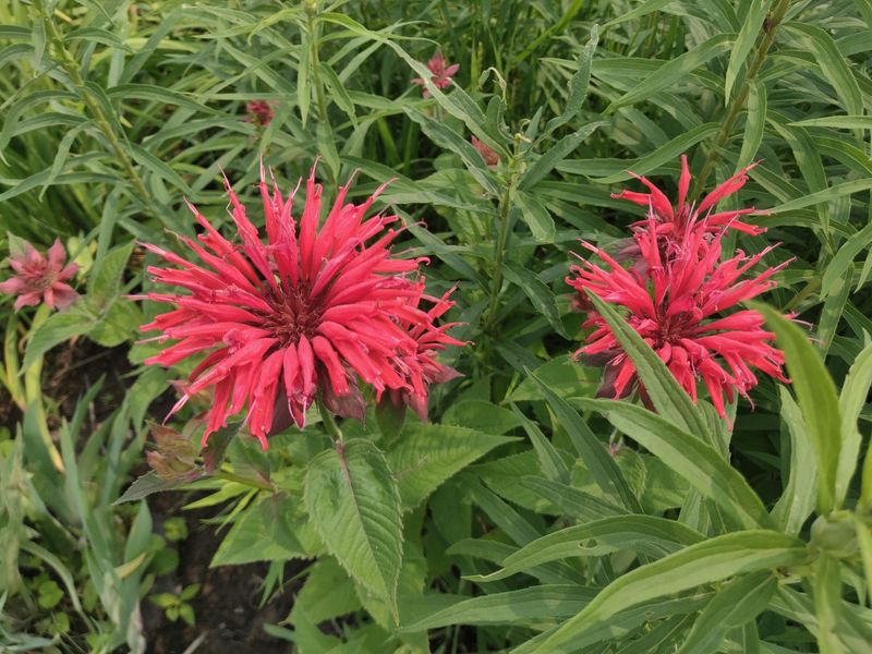 Aromatic Bee Balm