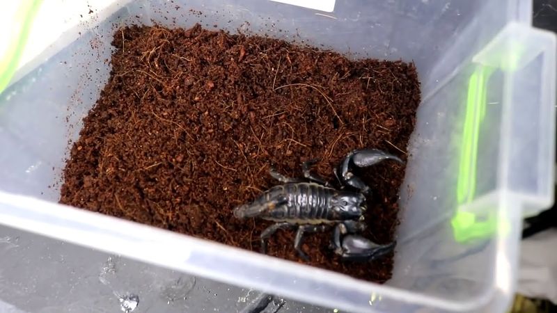 Scorpion Showdown