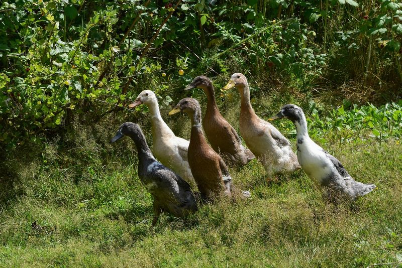 Ducks: Slug And Snail Specialists