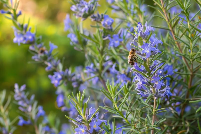 Aromatic Rosemary