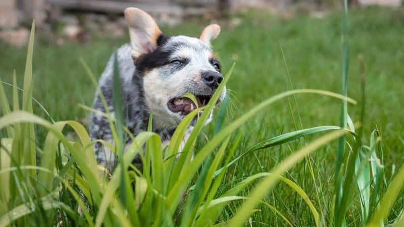 Eating Grass Then Vomiting