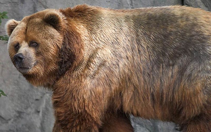 Short-Faced Bear: The Sprinting Mountain Of Fur