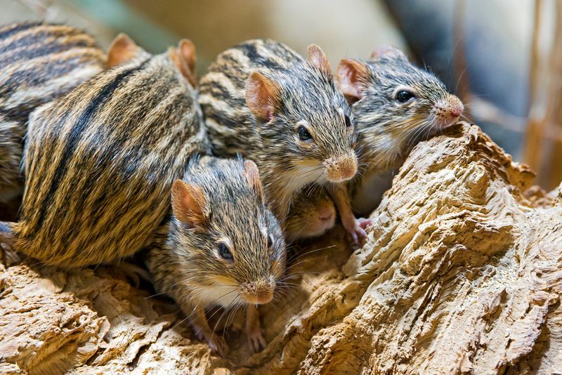 Zebra Mice: Fashionably Striped Socialites