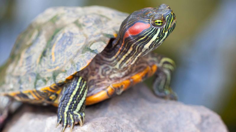 Red-Eared Slider