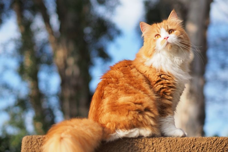 Round-Faced Persian