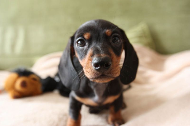 Stubborn Charmers: Dachshunds