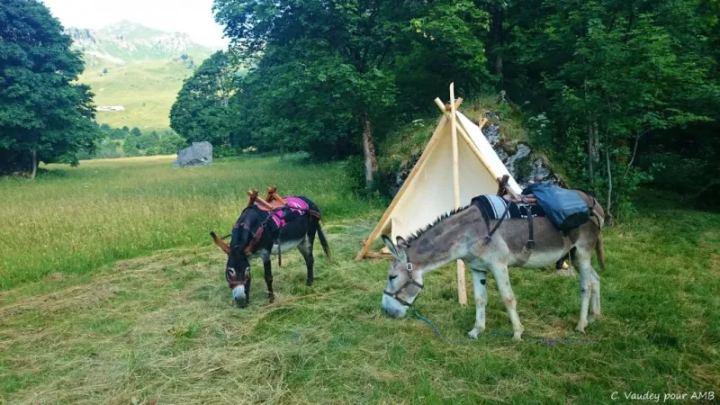 Eco-Friendly Transport
