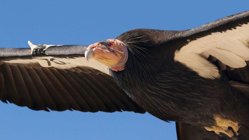 California Condor