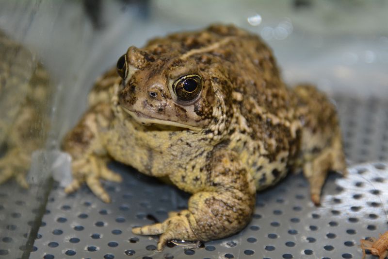 Wyoming Toads