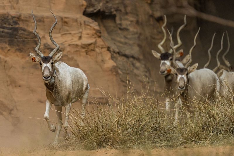 Addax Antelope