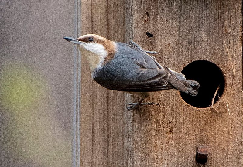 Sticky-Tool Technicians: Brown-Headed Nuthatches
