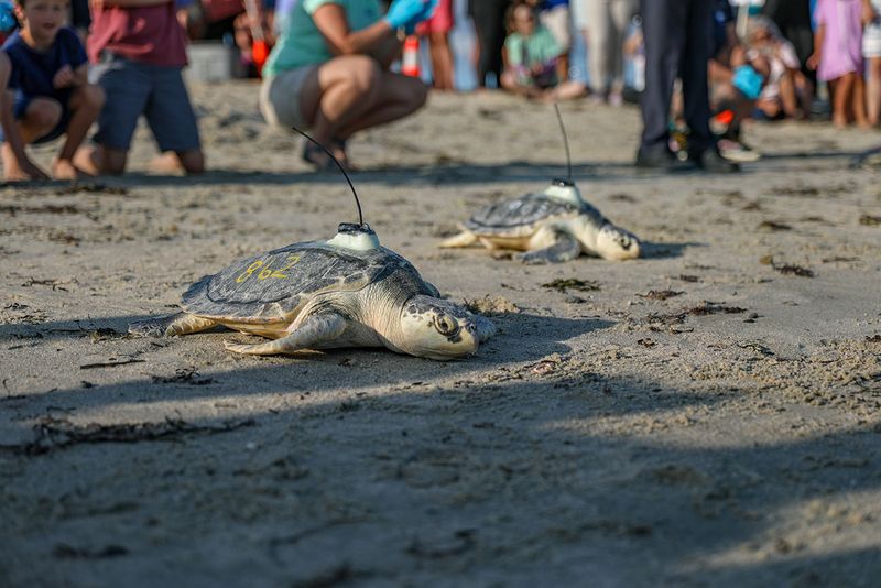 Advocate For Turtle-Safe Policies