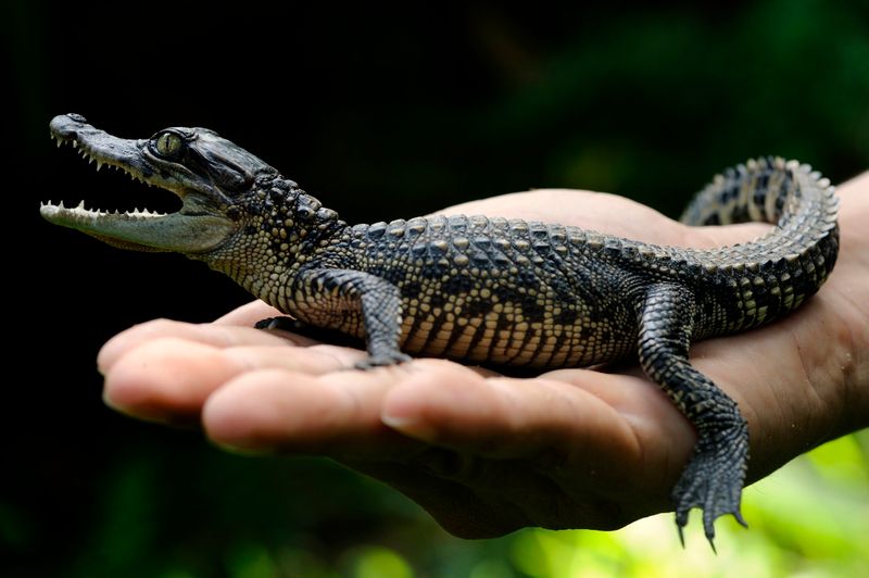 Siamese Crocodile – Cambodia's Sacred Reptile