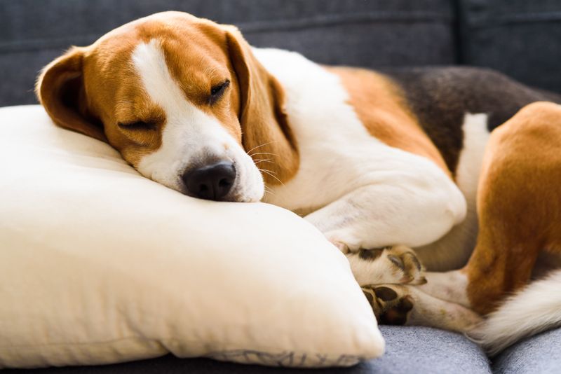 Pillow Thieves: Beagles