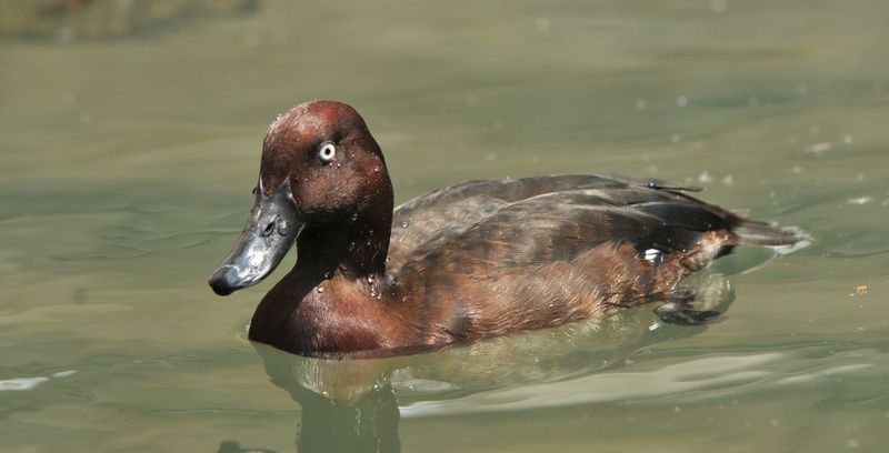 Madagascar Pochard