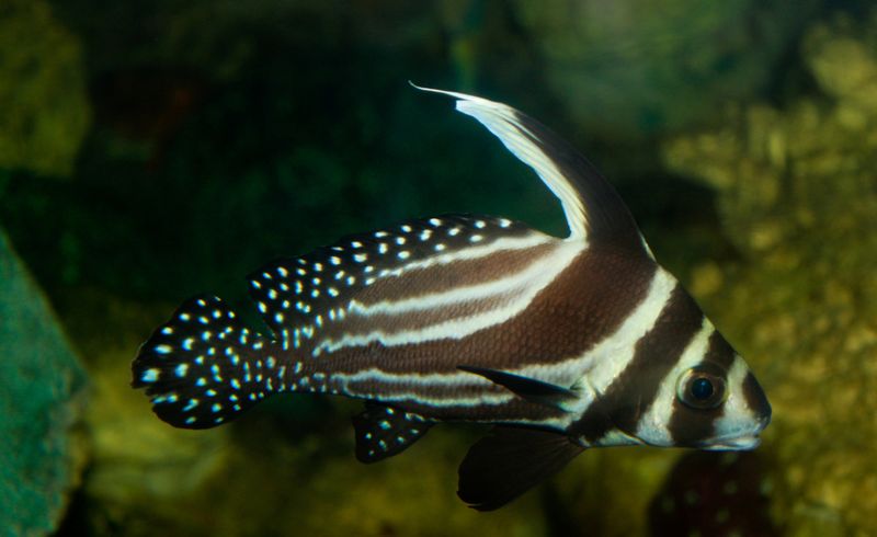 Spotted Drum