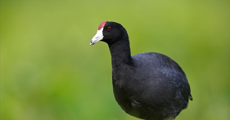 Hawaiian Coot ('Alae Ke'oke'o)