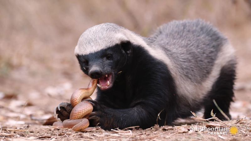 Honey Badger