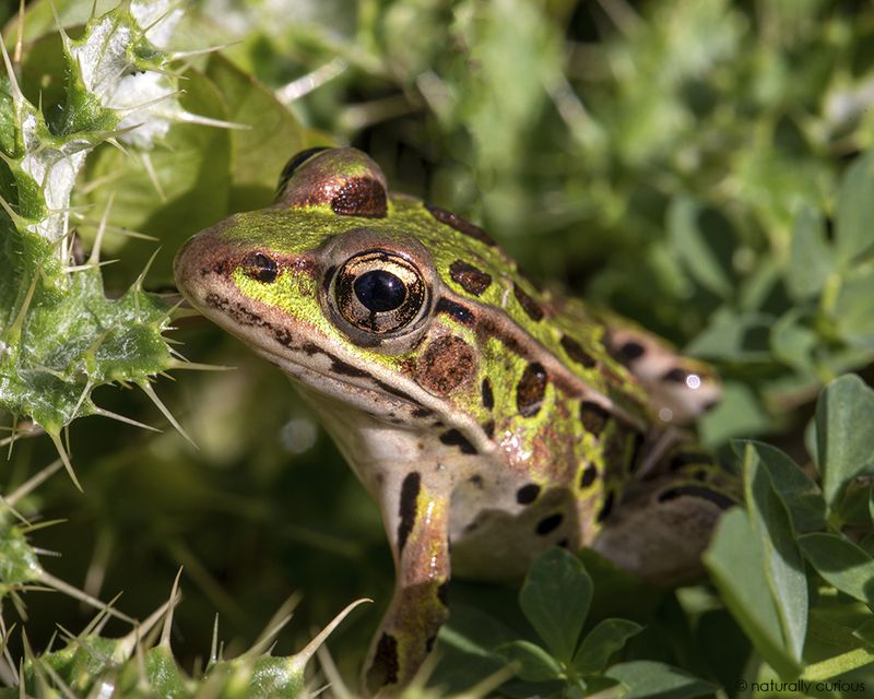 Leopard Frog