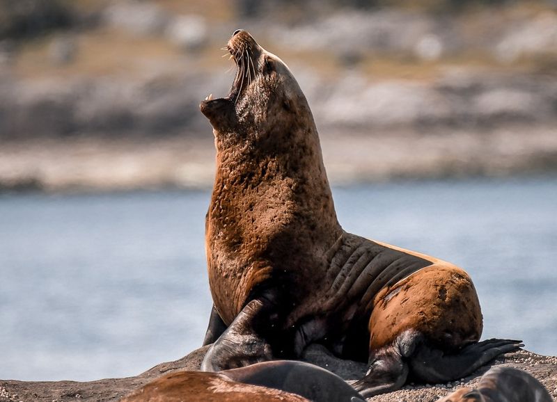 Mane-Sporting Marines: Stellar Sea Lions
