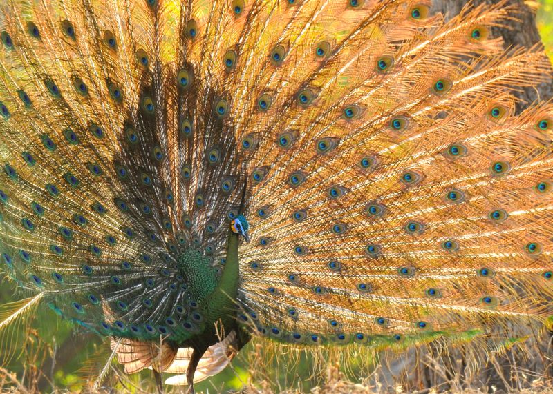 Winged Jewels Of The Canopy