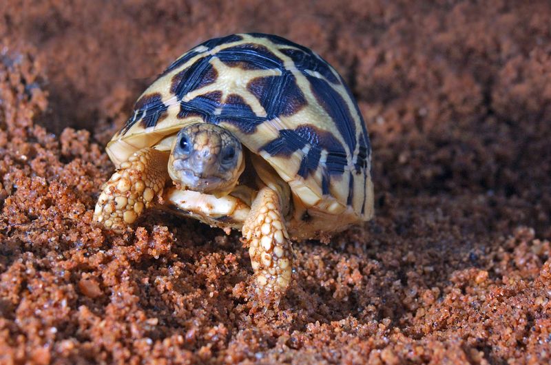 Indian Star Tortoise