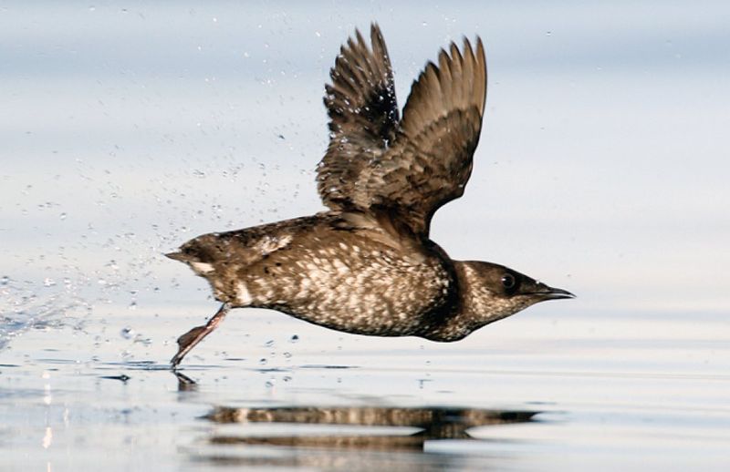 Marbled Murrelet
