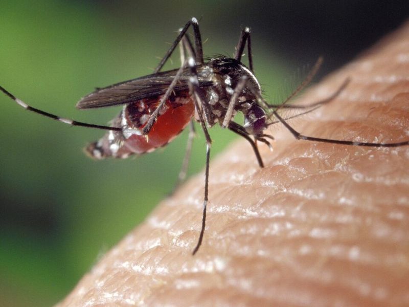 Mosquito And Pest Treatments