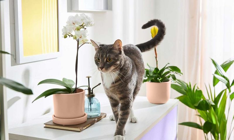 New Potted Plants