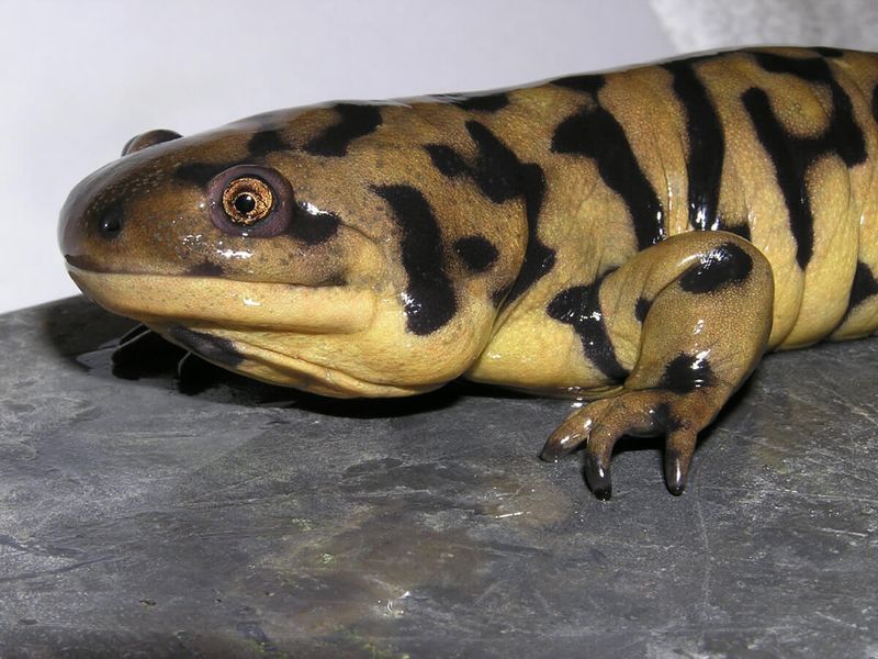 Tiger Salamander