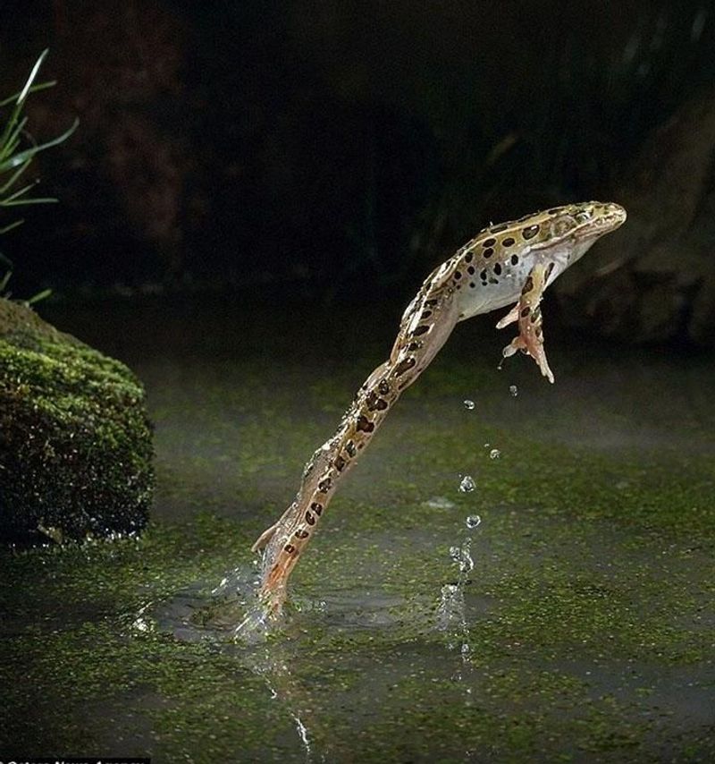 Frog (Common Leapfrog Jumper)