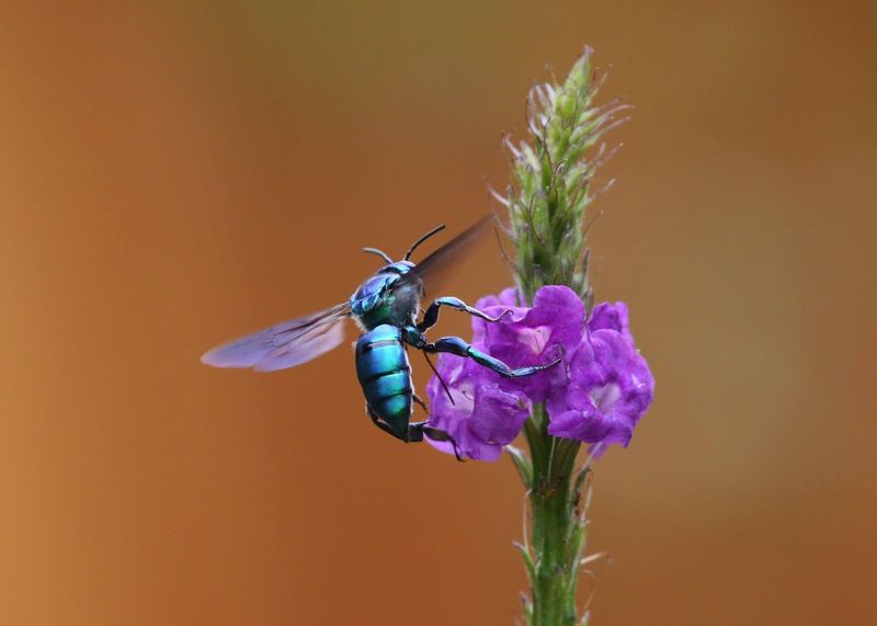 Orchid Bees