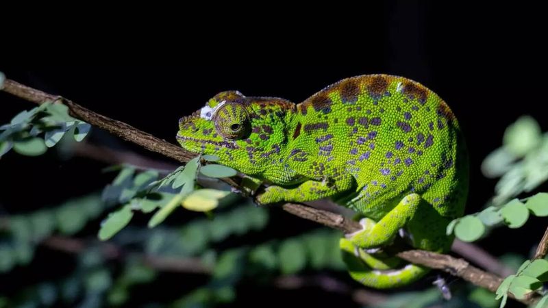 Labord's Chameleon: World's Shortest Lifespan