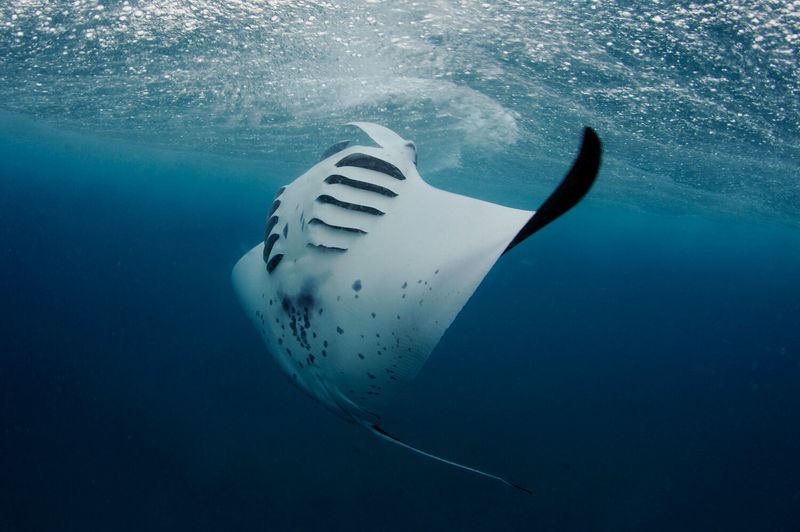 Manta Ray