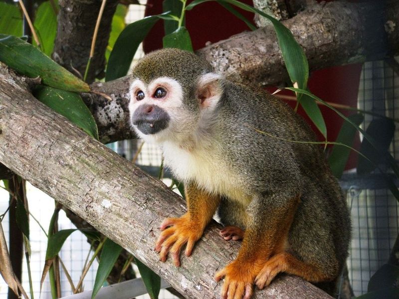 Squirrel Monkey