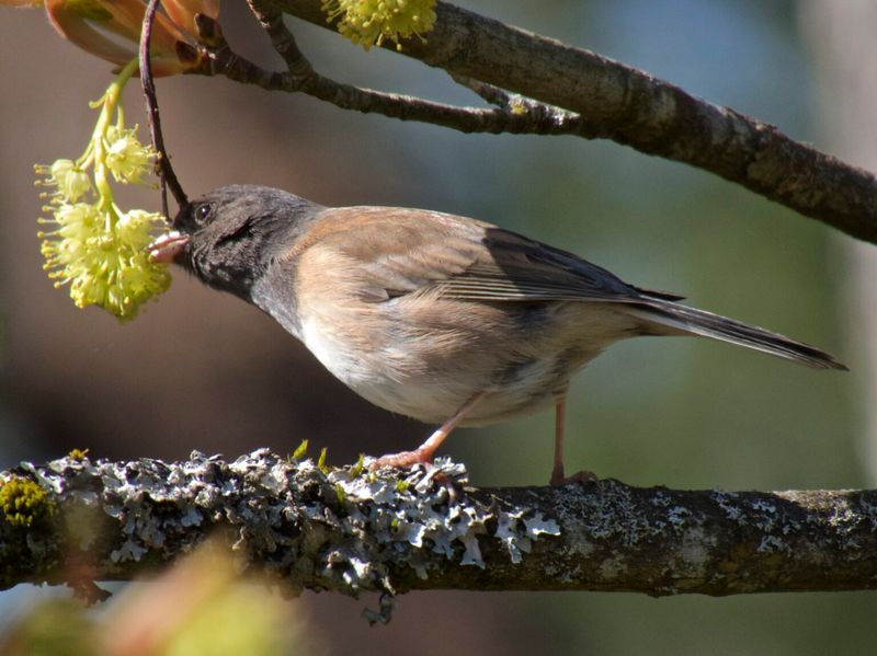 Natural Foraging Continues