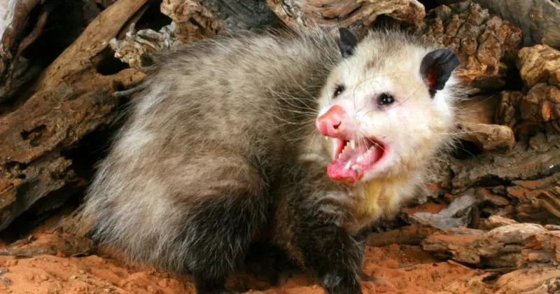 Opossums – All Bark And No Bite