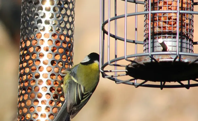 Squirrel-Proof Feeders Work Best With The Rule
