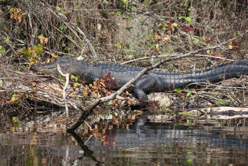 Kissimmee River – Restoration Brought Back The Gators