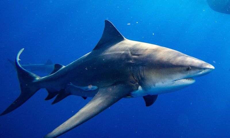 Trinity River: Texas-Sized Shark Surprises