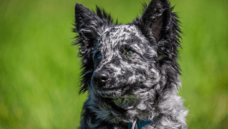 Mudi – Hungary's Forgotten Herding Genius