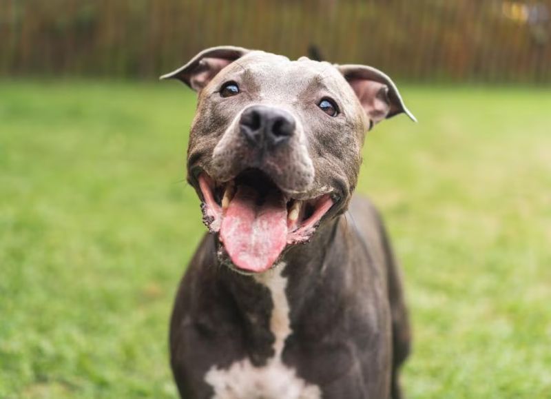 American Pit Bull Terrier