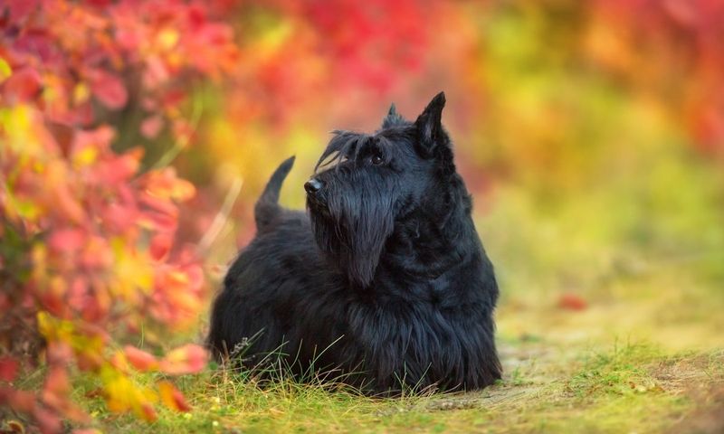 Scottish Terrier: The Distinguished Gentleman