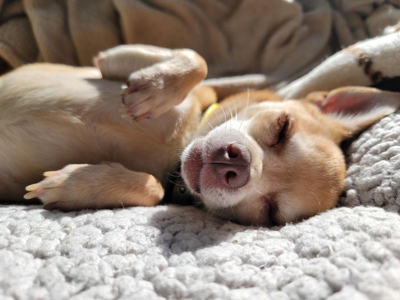 Chihuahua