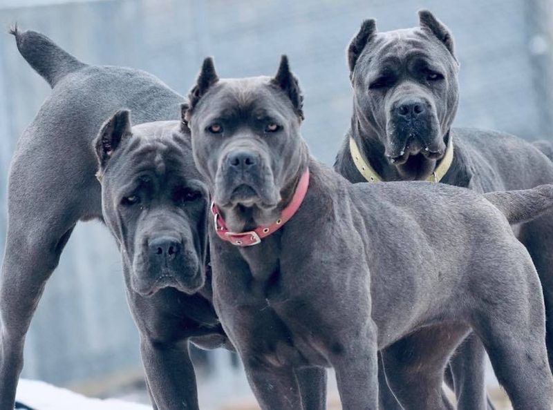 Cane Corso: Ancient Roman Guardians